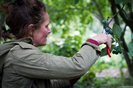 Summer Pruning with Mark Simmonds and The Orchard Project