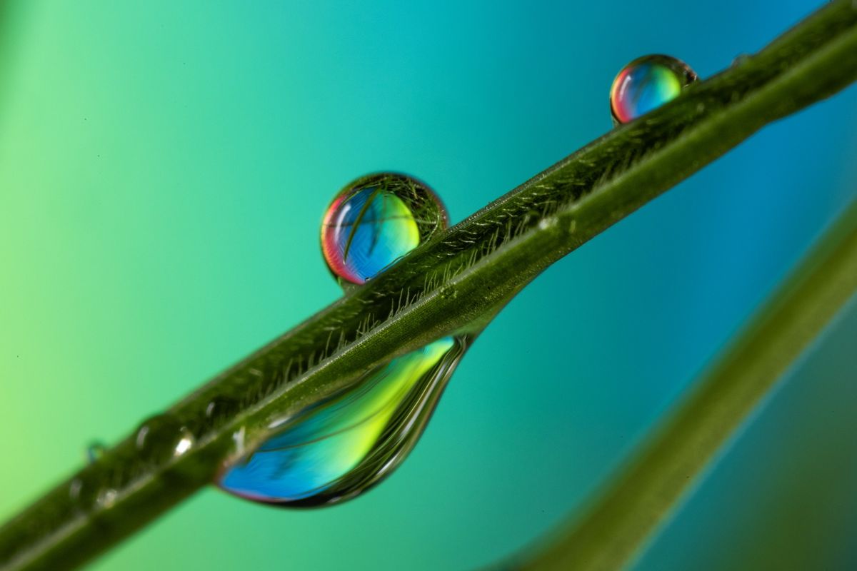 Water Droplets: 3pt Macro Photography Workshop
