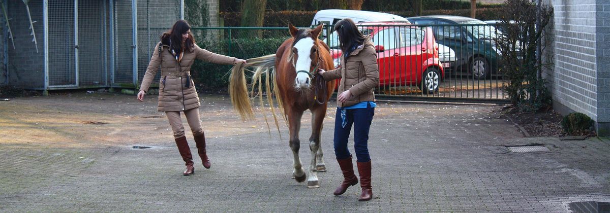 New Developments in Diagnostic & Therapeutic Techniques of Equine Neck Conditions \u2013 A 2-Day Course