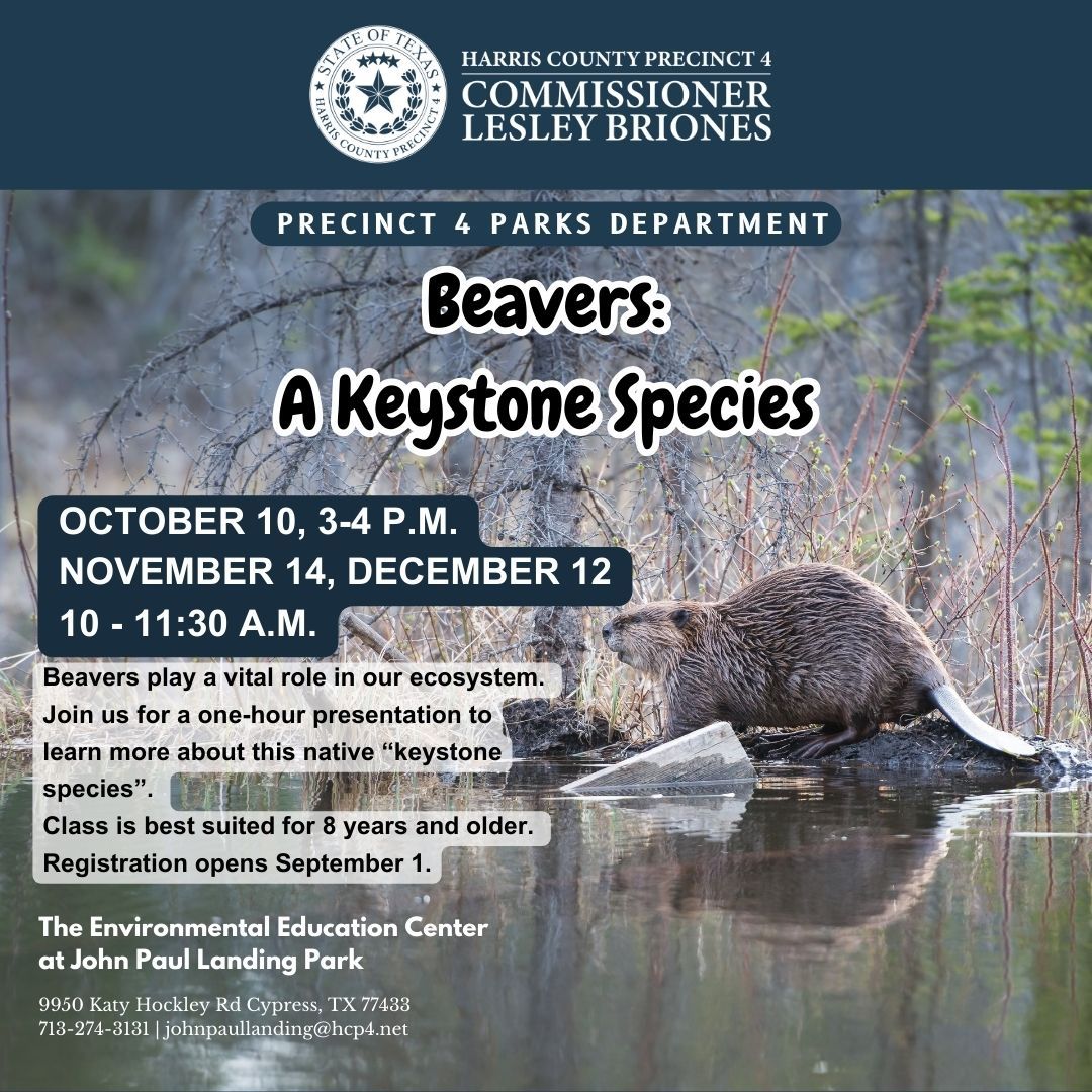 Beavers: A Keystone Species