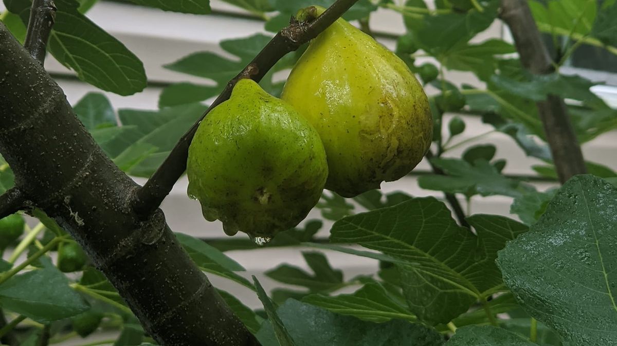 Two Figs Farm at the Islands Farmers' Market 