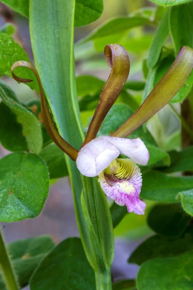 Kentucky Has More Native Orchids Than Hawaii?