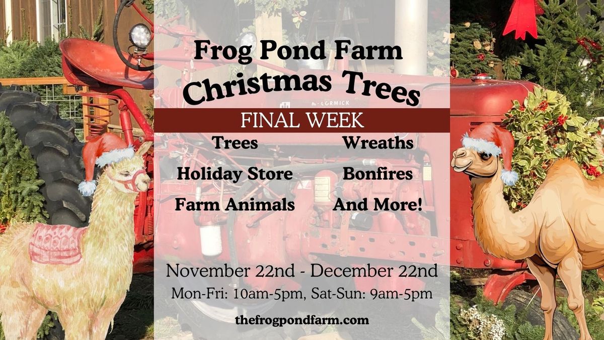 Last Week of the Season at Frog Pond Christmas Tree Farm!