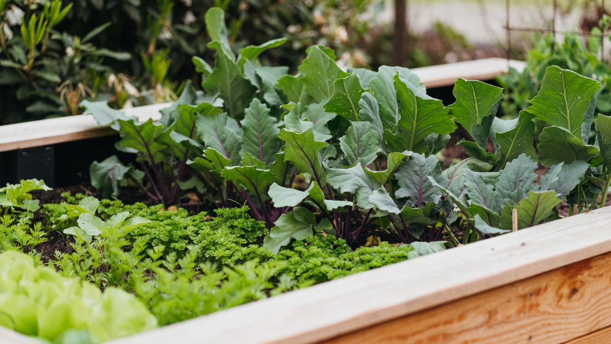 Raised Bed Gardening