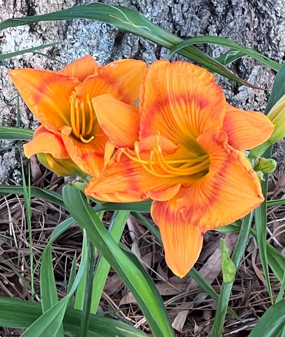 Memorial Daylily Sale 