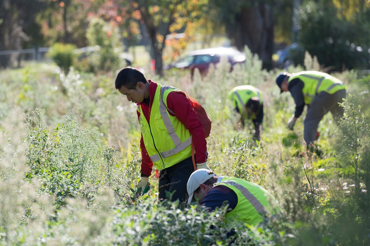 Cedarwood Reserve Working Bee