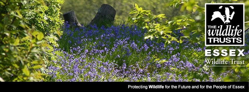 WEELEY WOOD BLUEBELL DAY