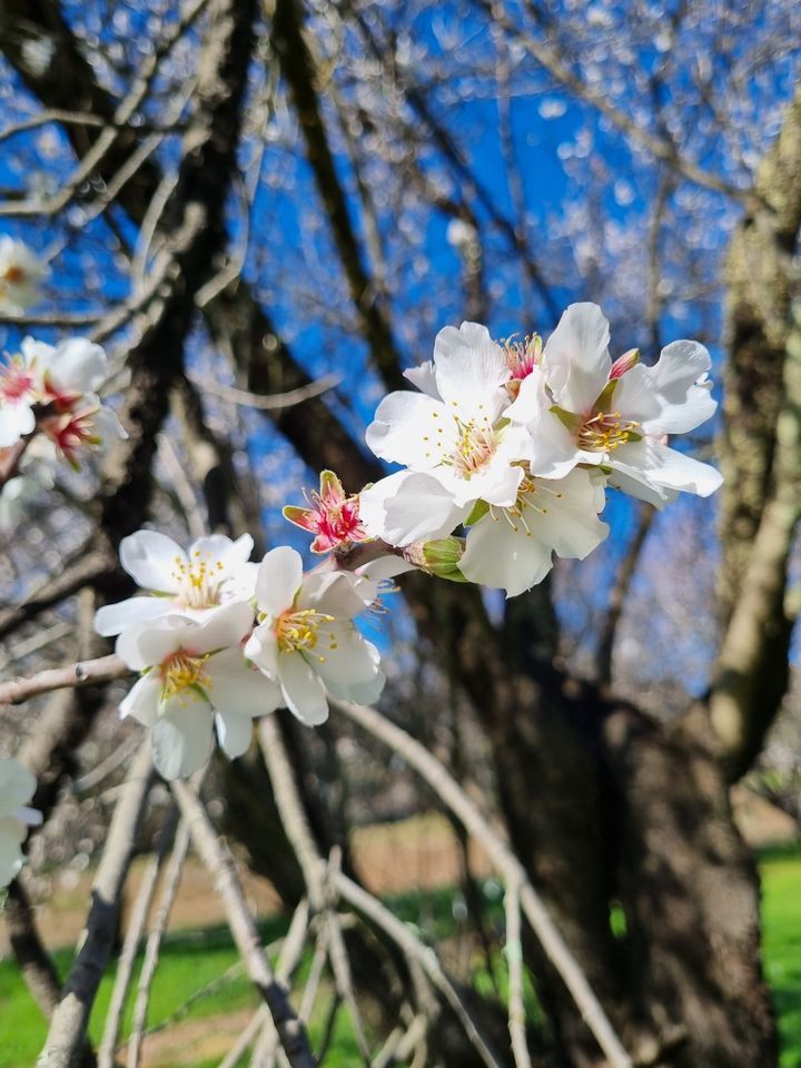 Almond Blossom Festival