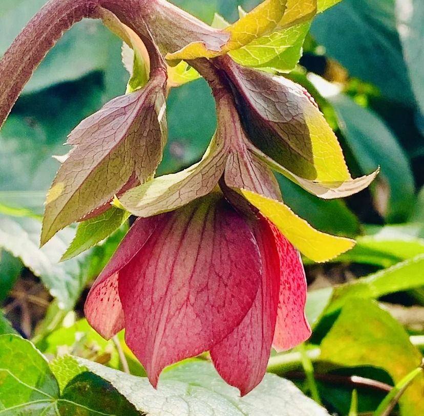 Member\u2019s Only Tour of the Garden: Hellebores  