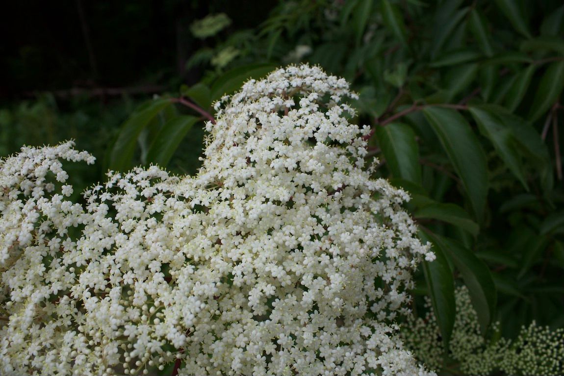 Spirit of Herbalism