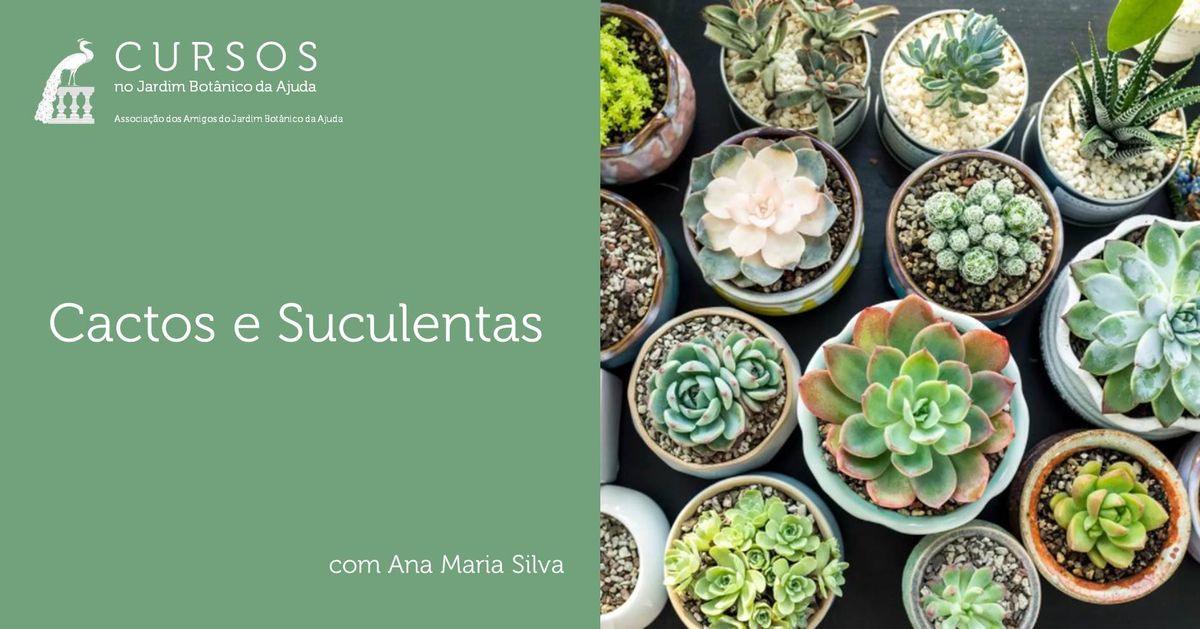 Cactos e Suculentas