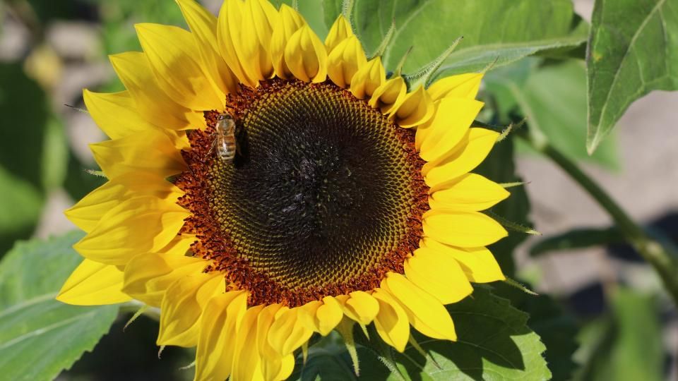 Strawberry, Sunflower & Seasonal Veggie U-Pick