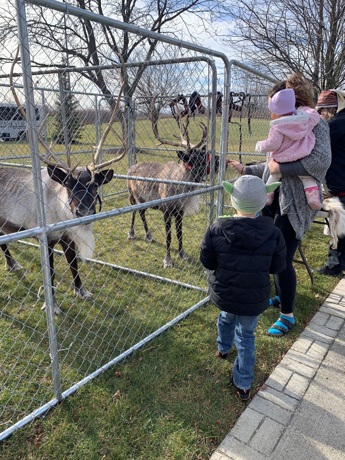 Live Reindeer Exhibit