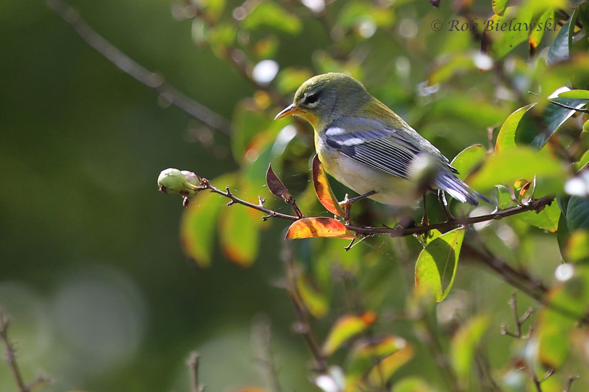 Hawthorn Glen Birding Club