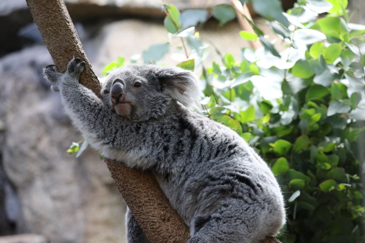 Tea and talks - Koalas, wallabies and kangaroos