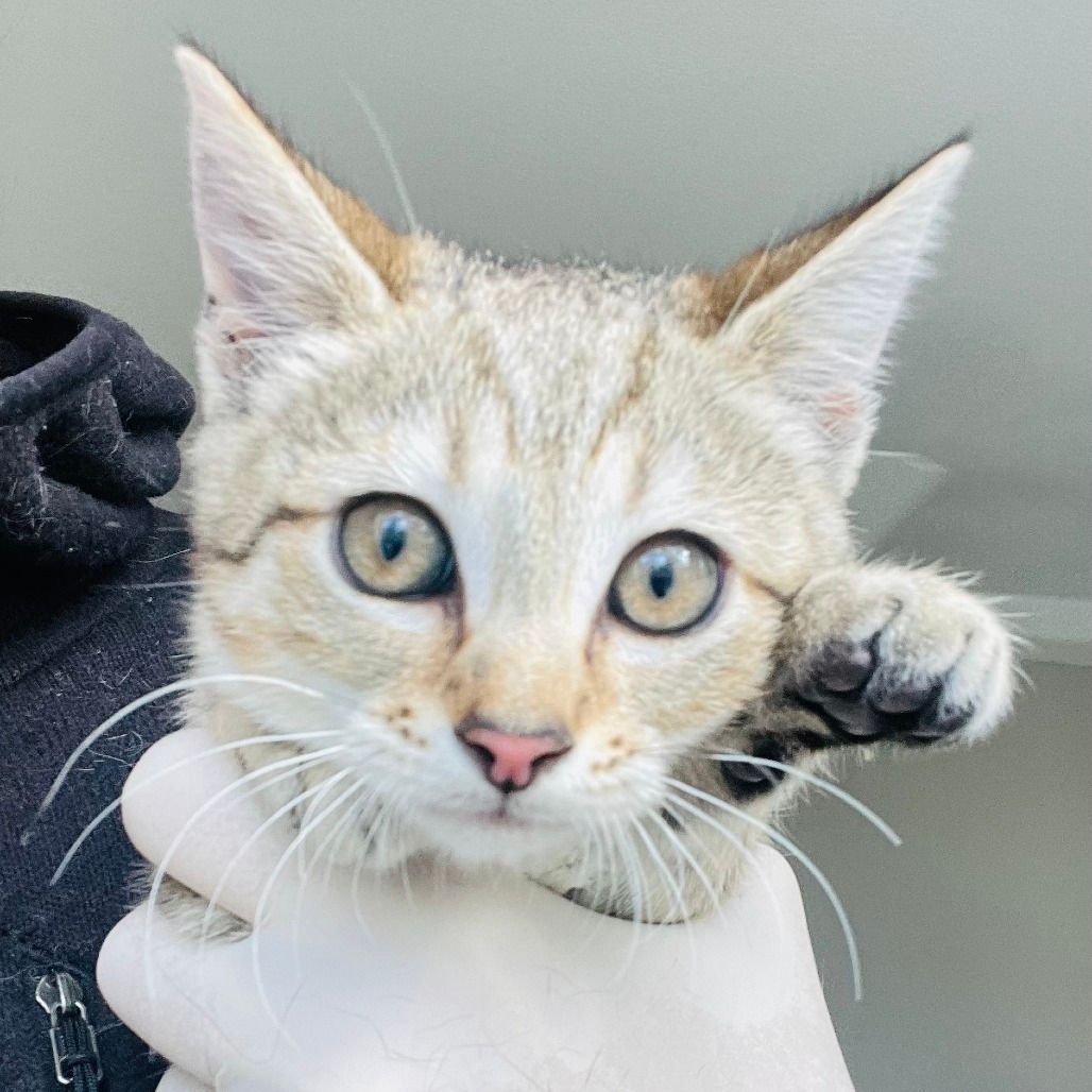 Meowmaste Yoga at The Humane Society of Pinellas