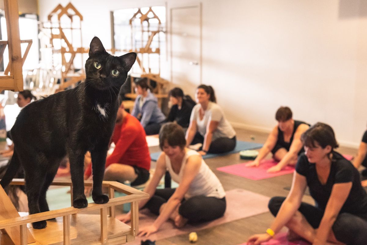 Yoga with Cats!