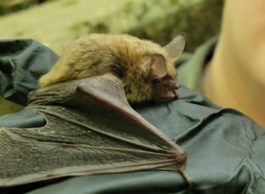 1st Tuesday Lecture - Bat Research & Conservation