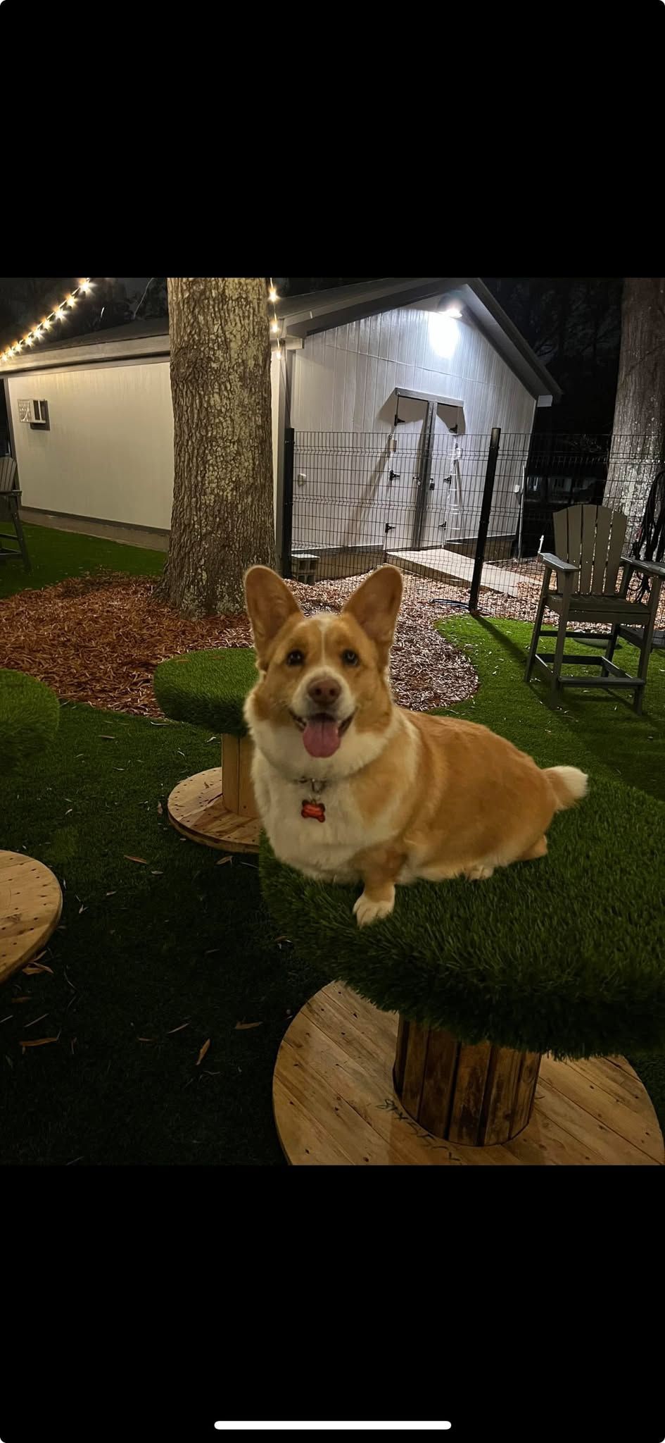 Breed Meetup - Corgis 