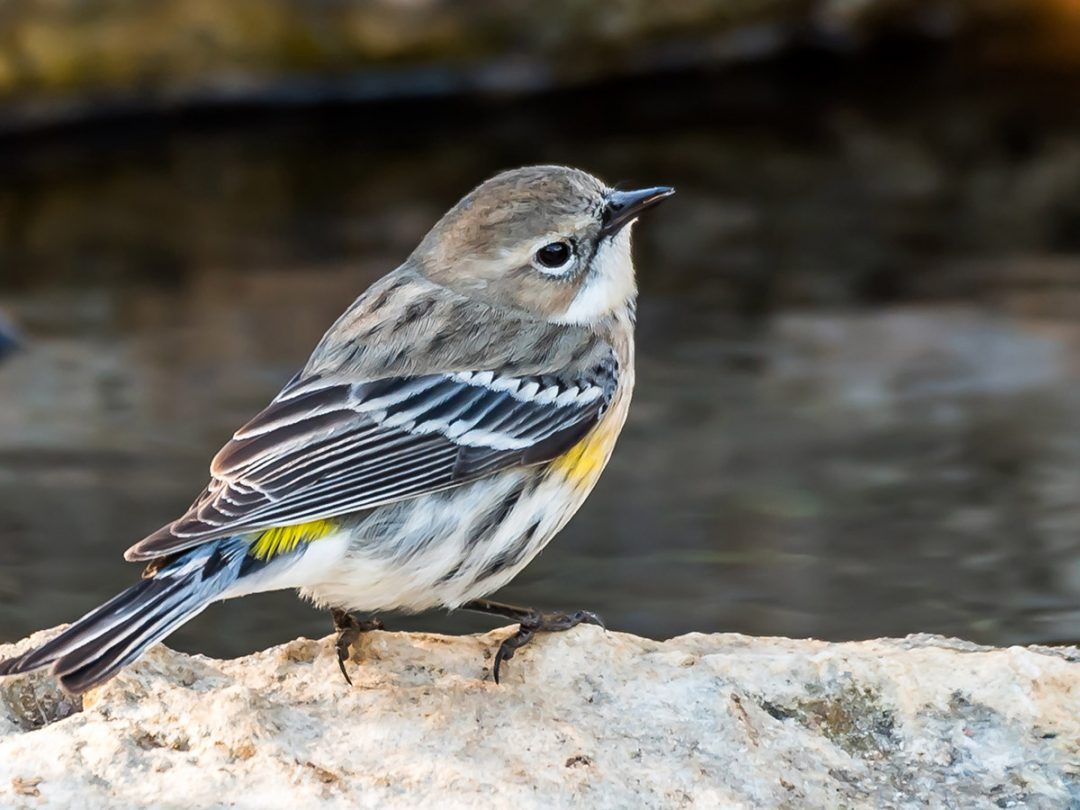 Birds in the Landscape with Travis Audubon