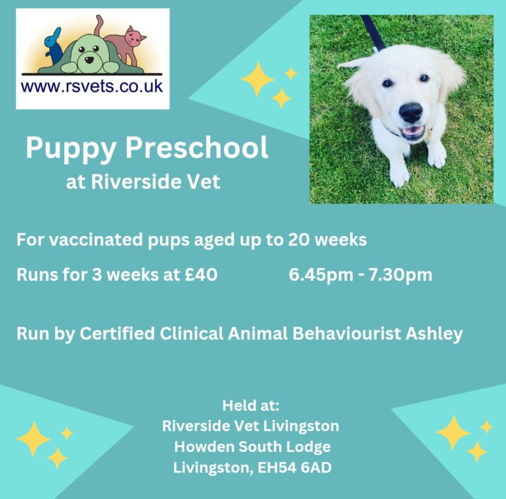 Puppy Preschool November