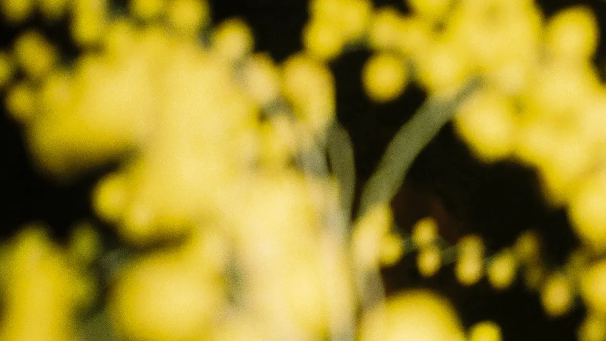 Parra for Cuva in Amsterdam