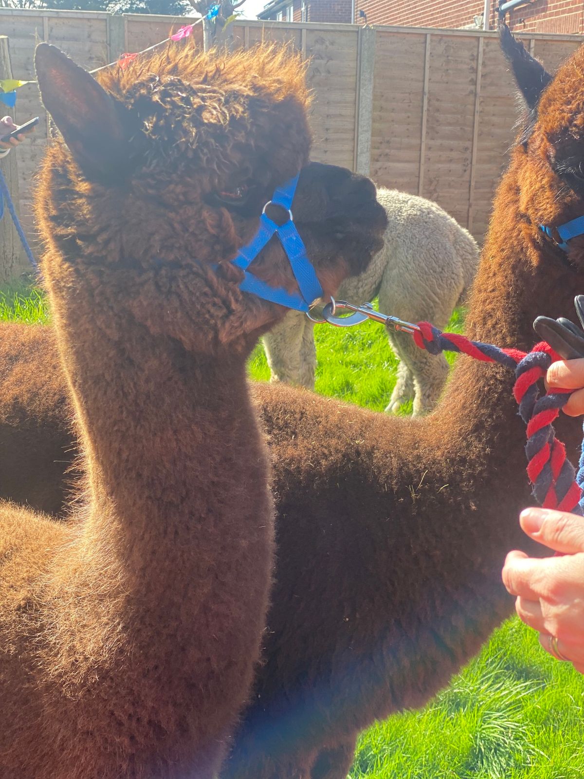 Westfield Alpacas