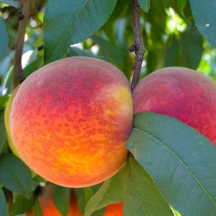 Fresh from the Farm, Straight to your Plate, Carson City, Nevada