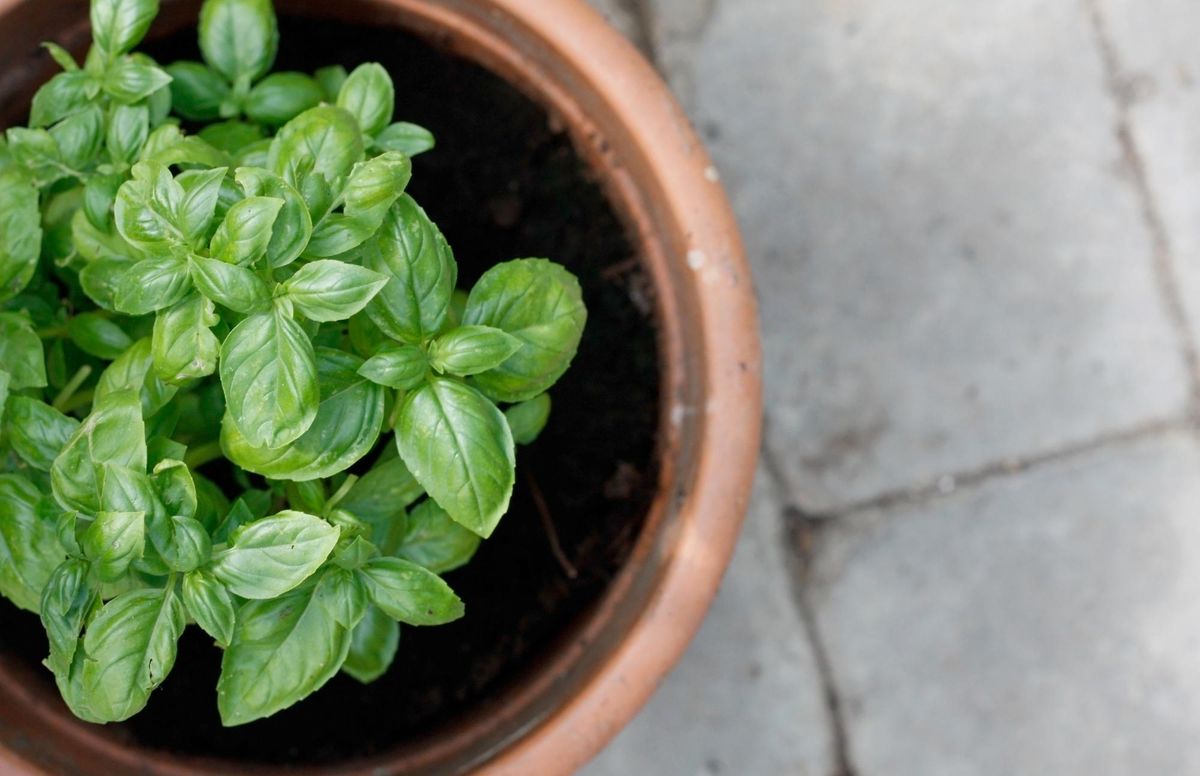 A Beginner's Guide to Growing and Enjoying Herbs
