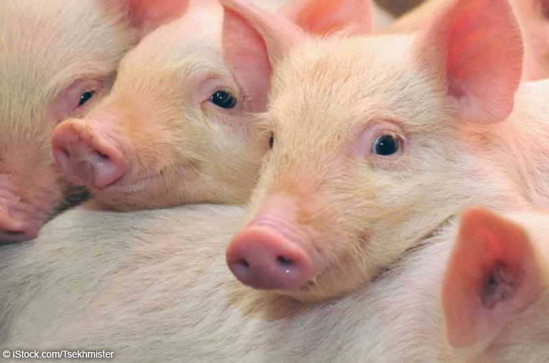 Memphis: Urge University of Tennessee to Stop Cruel Pig Mutilation Drills!
