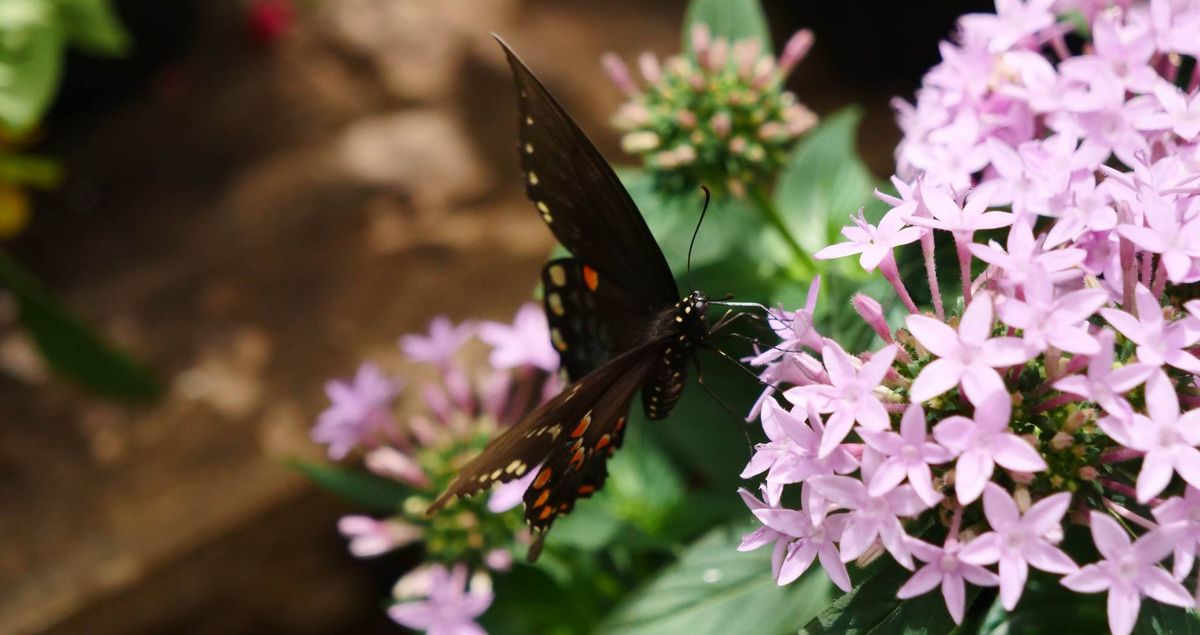 Meditate with Butterflies