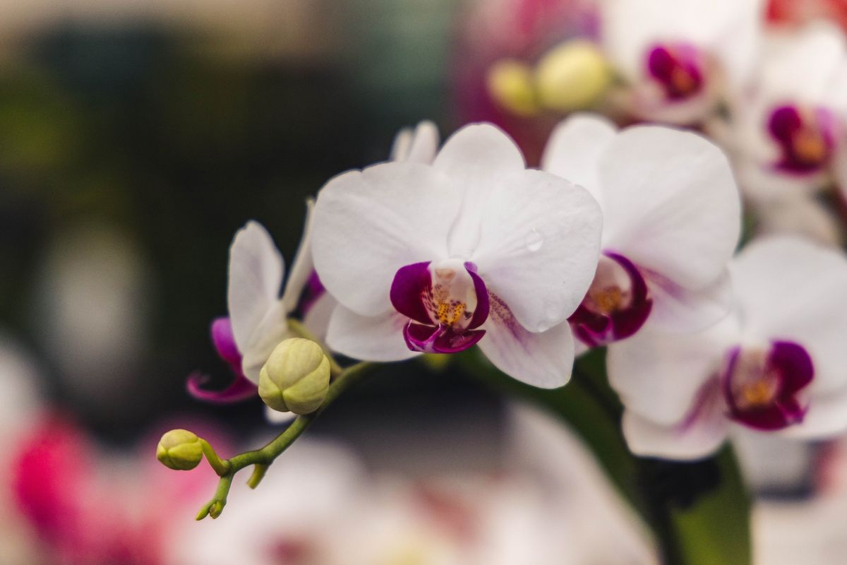 23rd Annual GAOS Orchid Show