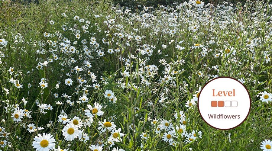 Wildflowers: Top Ten Families Identification