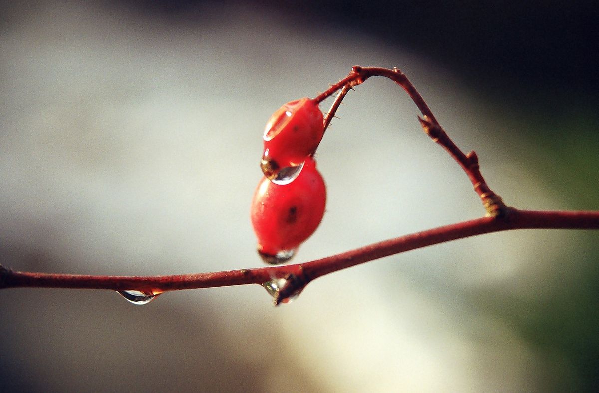 Sortie d\u00e9couverte des plantes sauvages 