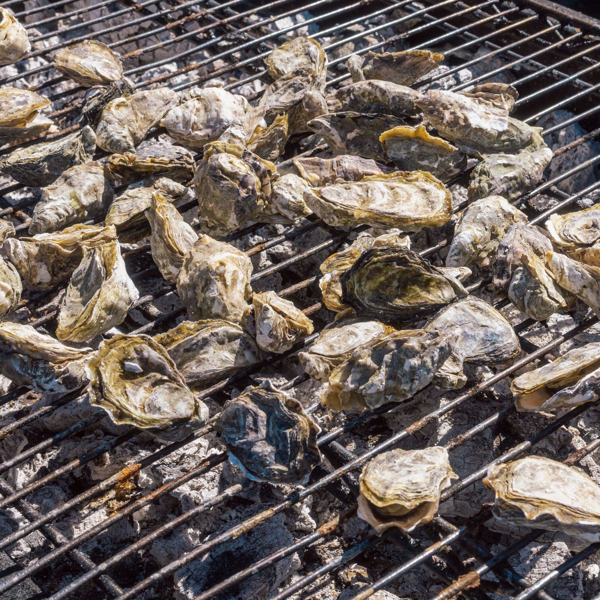 The 35th Annual Arcata Bay Oyster Festival