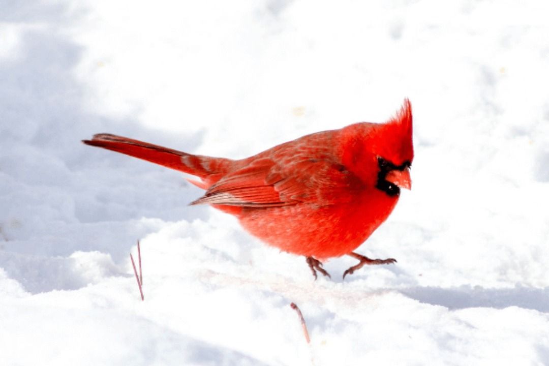 Winter Botany for Birds