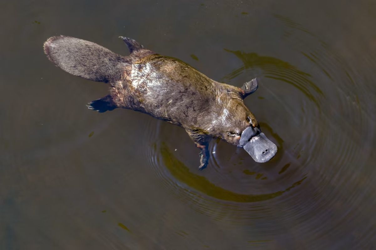 Returning Platypus to the Torrens: Turning a Dream into Reality