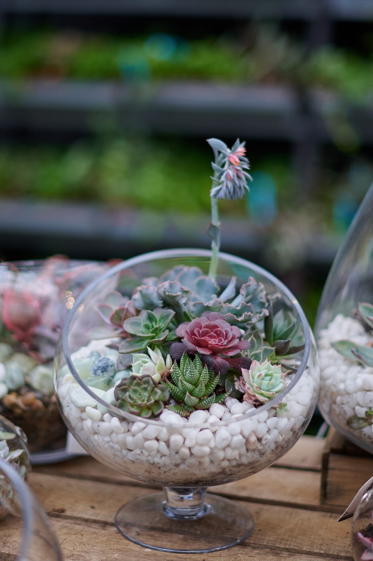 Terrarium Workshop