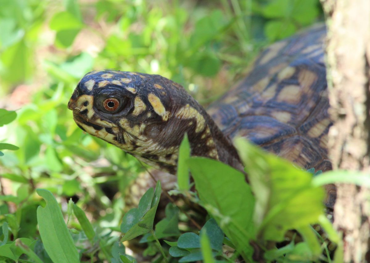 After School Animals: Turtle