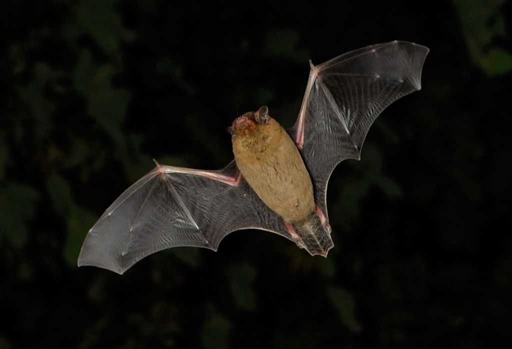 The Bats of Coombes Valley