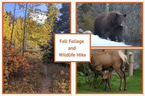 Fall Foliage and Wildlife Hike