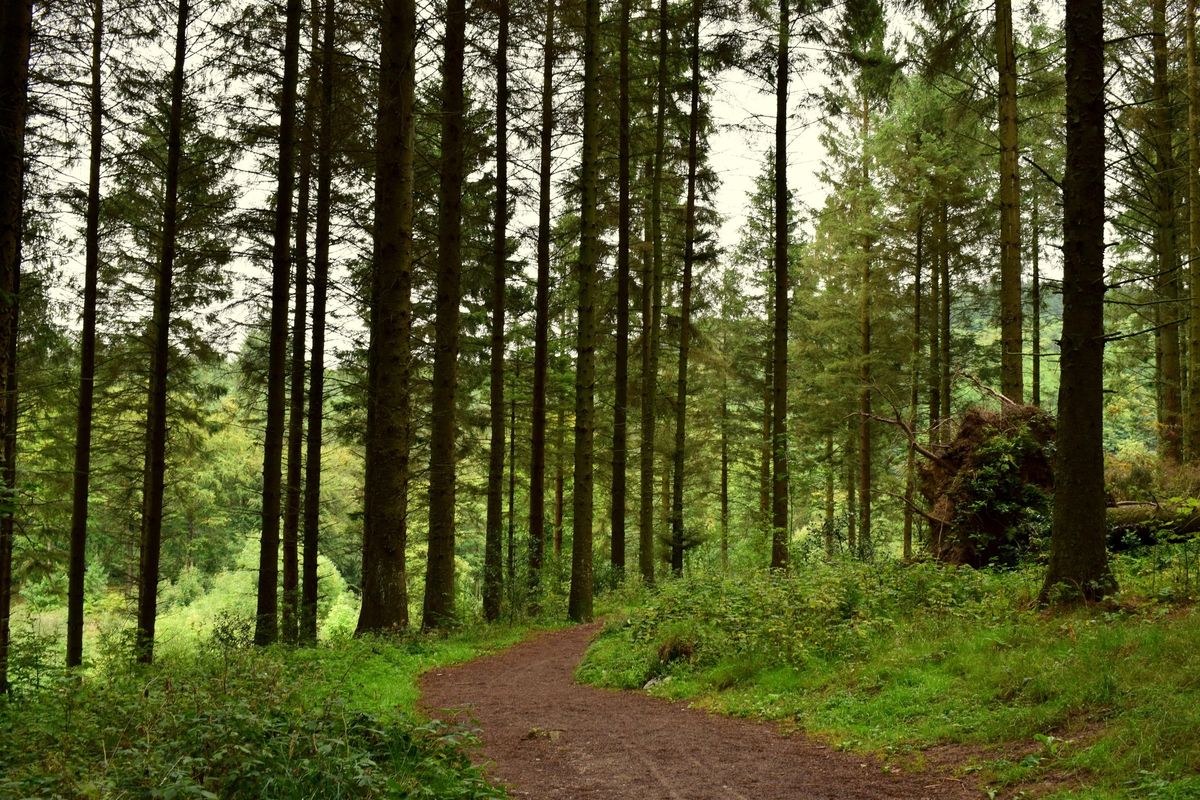 Outdoor Meeting - Spring Wildlife Activity Challenge Trail