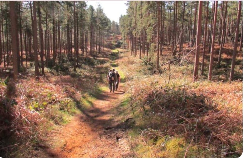 Puttenham Common, Seale and Crooksbury Hill