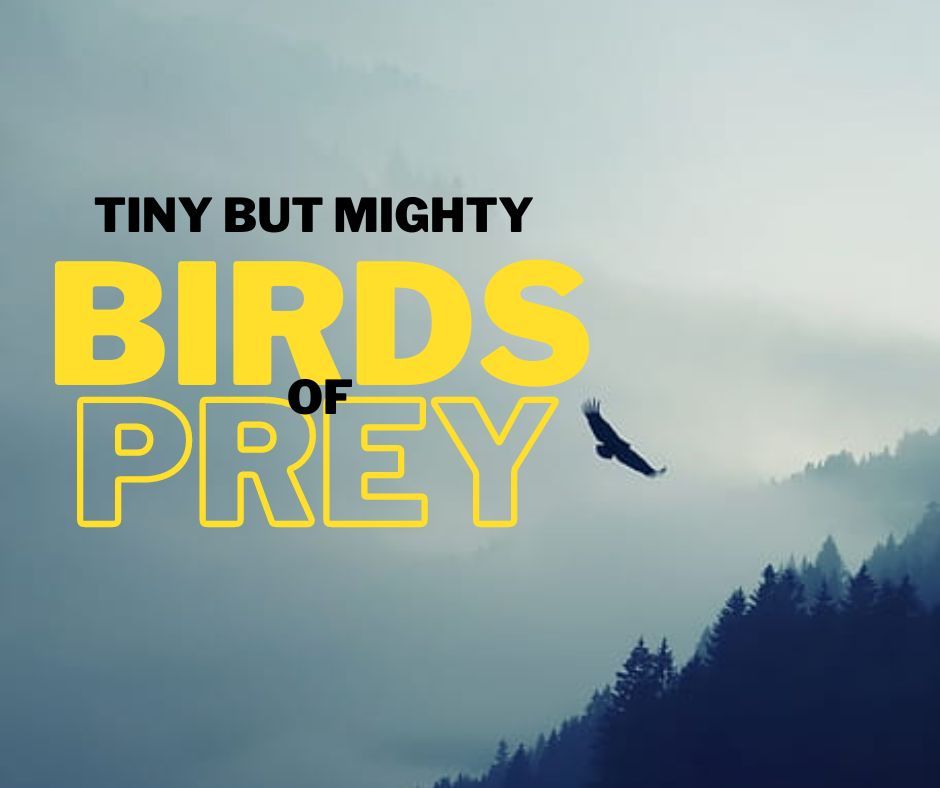 Tiny but Mighty: Birds of Prey