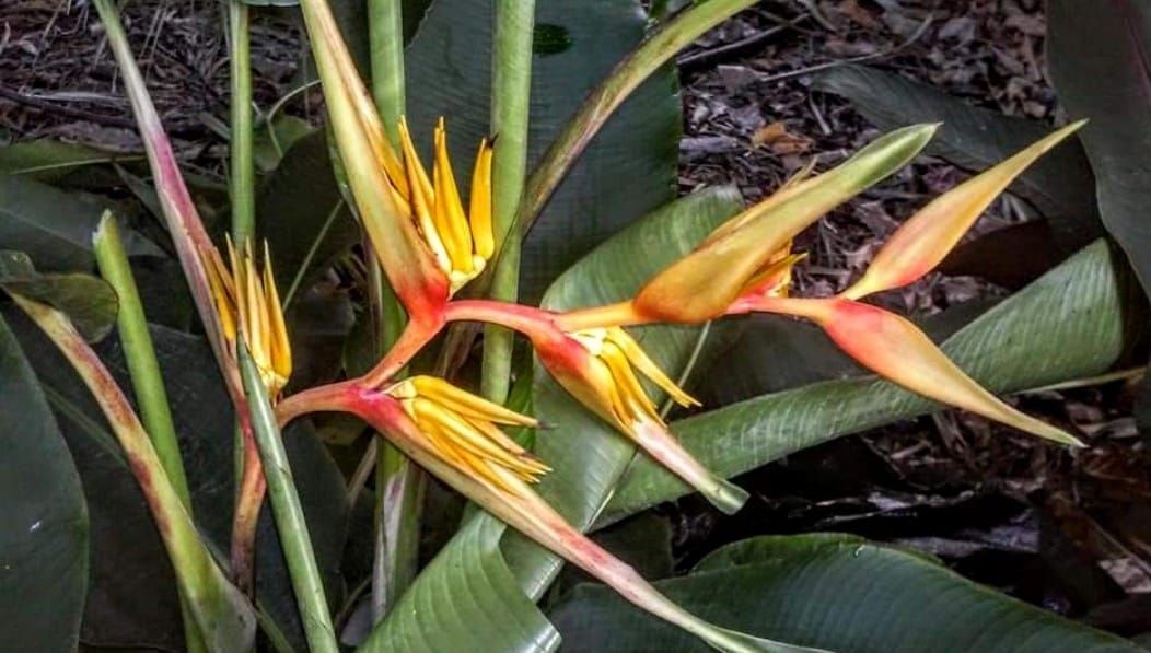 Leu Gardens Plant Sale 