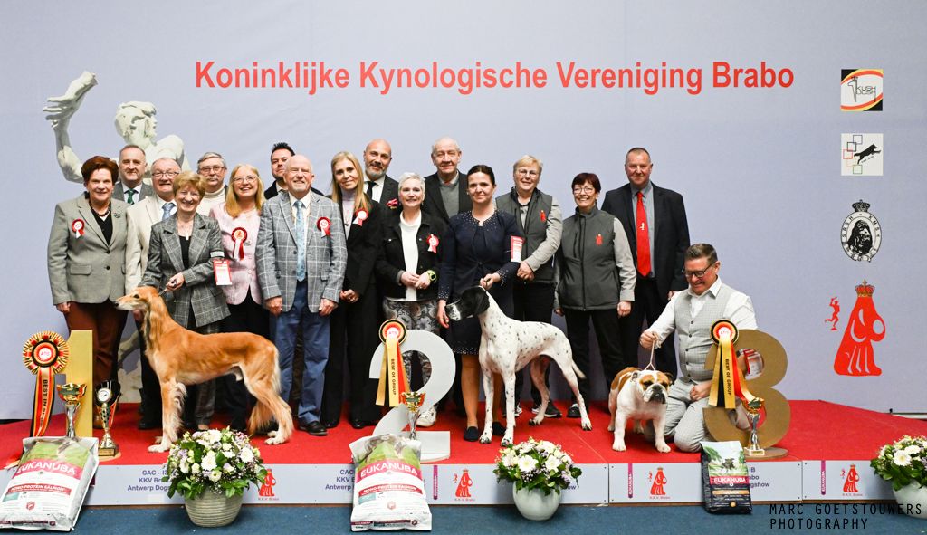 Antwerp Dog Show 2025