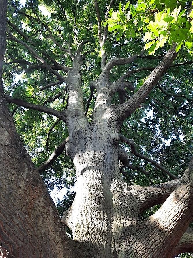 Walking with Trees