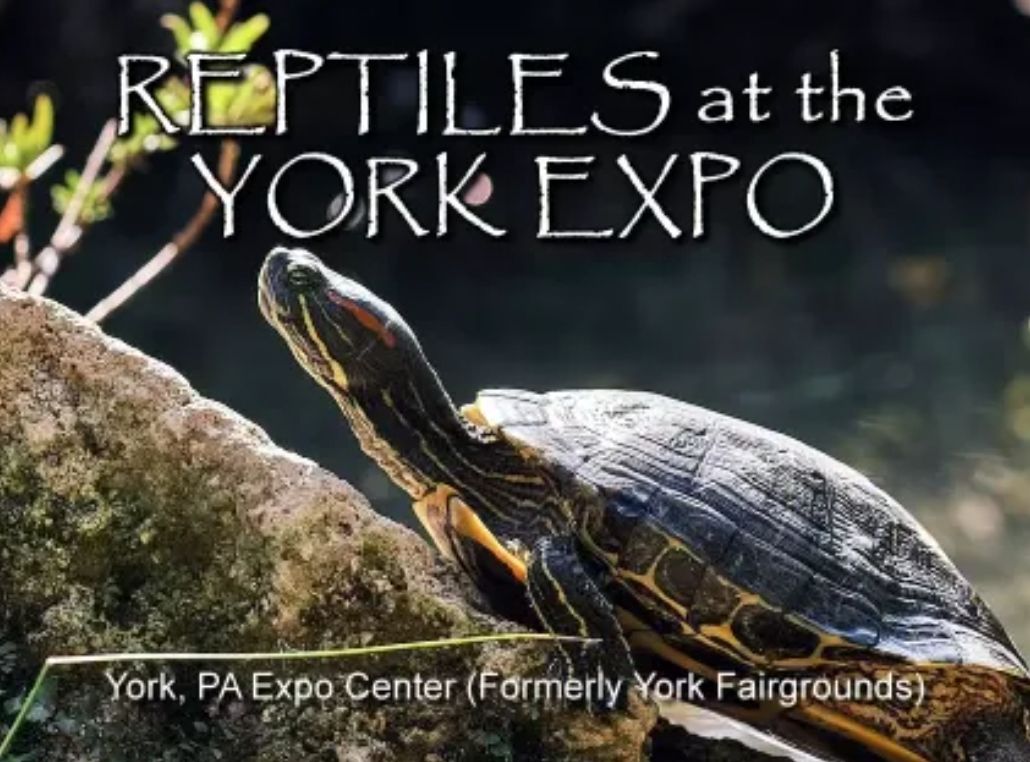 Reptiles At The York Expo Center