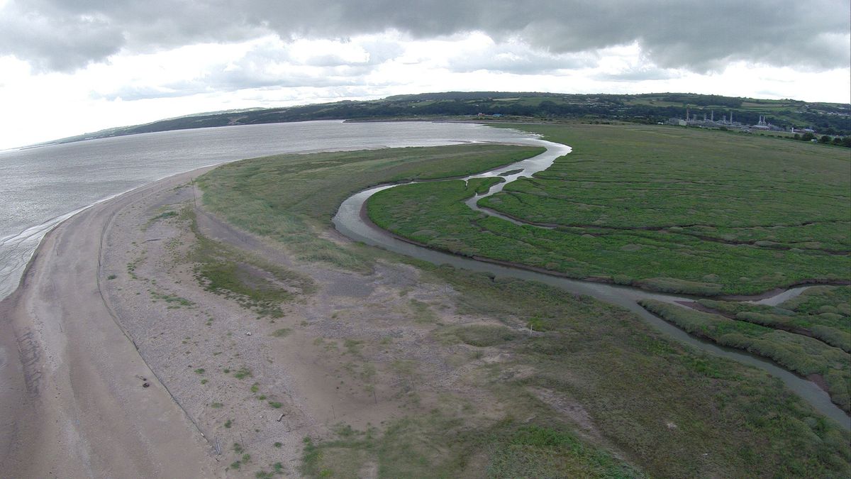 High Tide Wader Watch at Point of Ayr - Nov