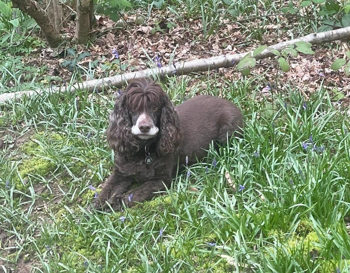 Bowes House Crufts Fun Dog Show